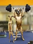 pic for Strong Dogs
